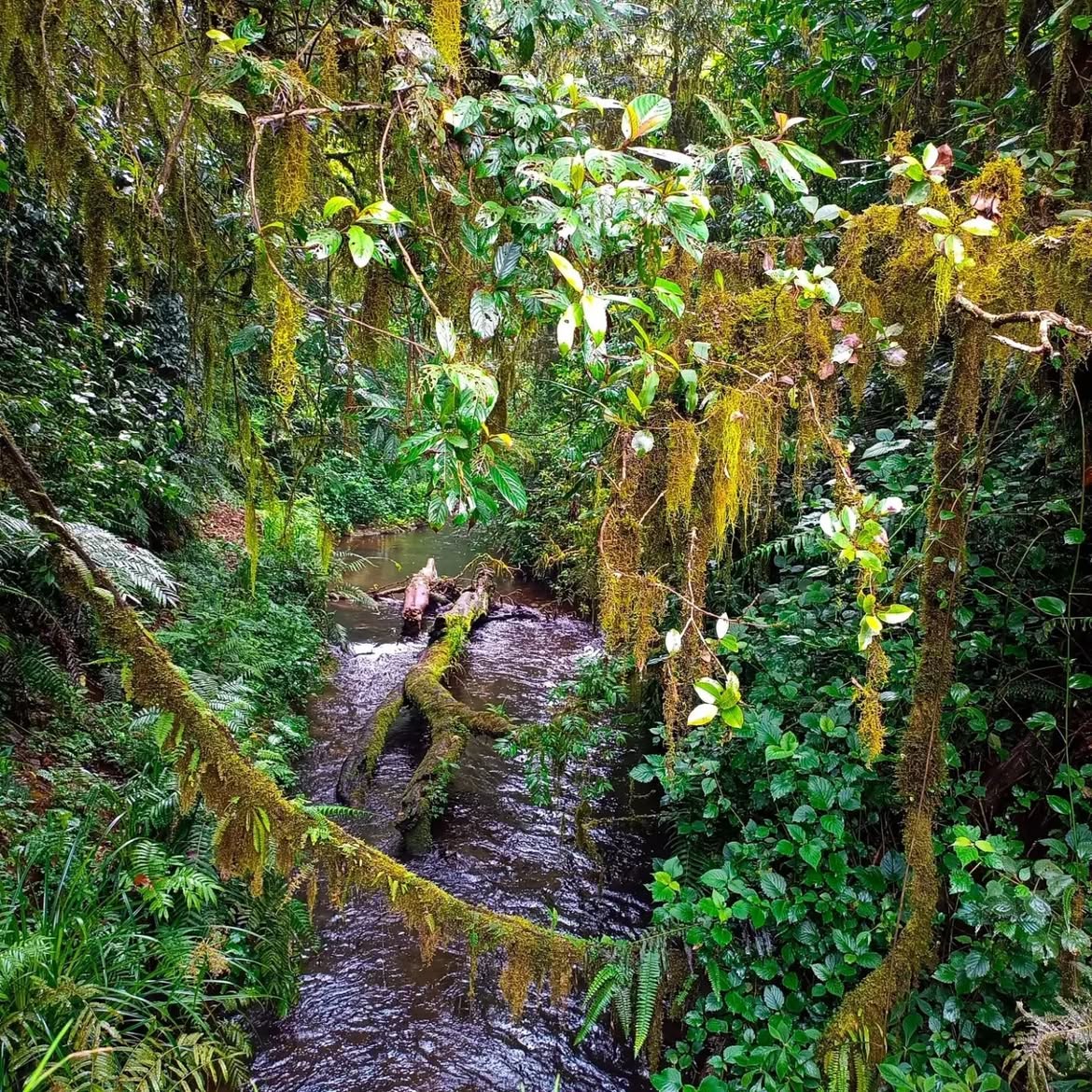 Mount Kenya 7