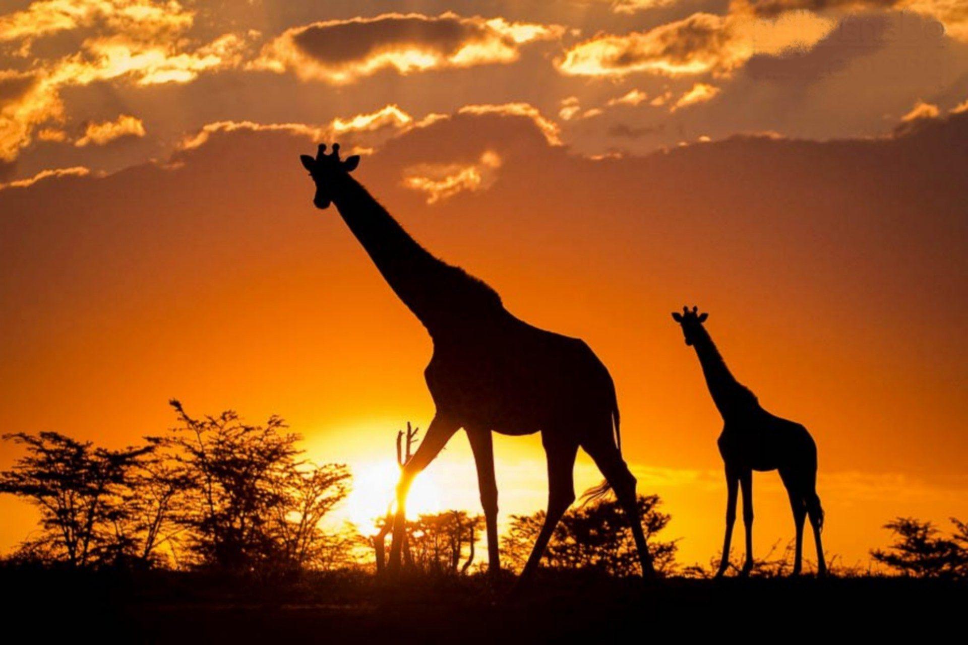 Kenya 7