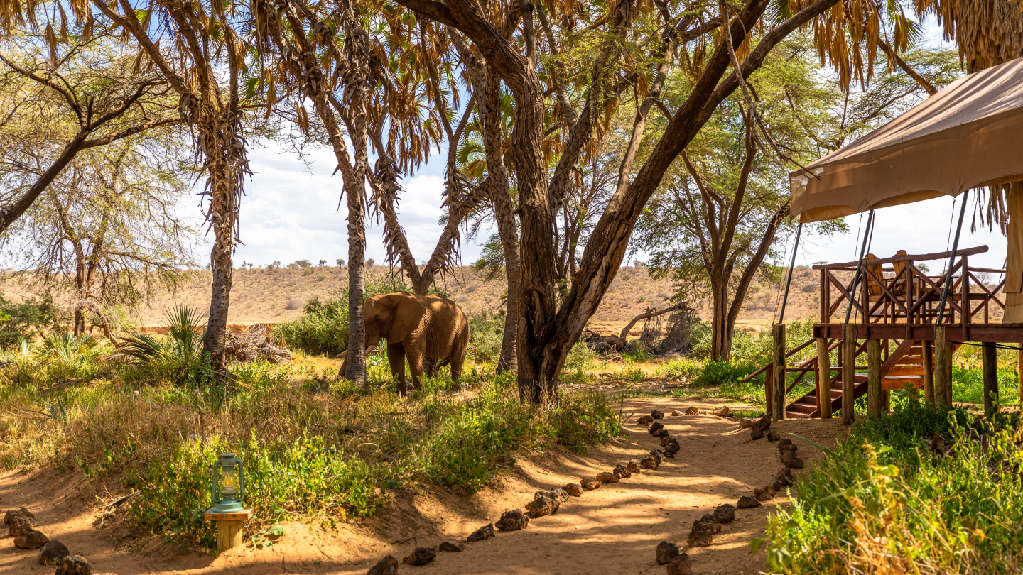 The Land Still Tells Its Story, Curated African Experiences