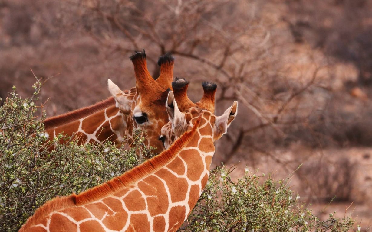 Samburu 5