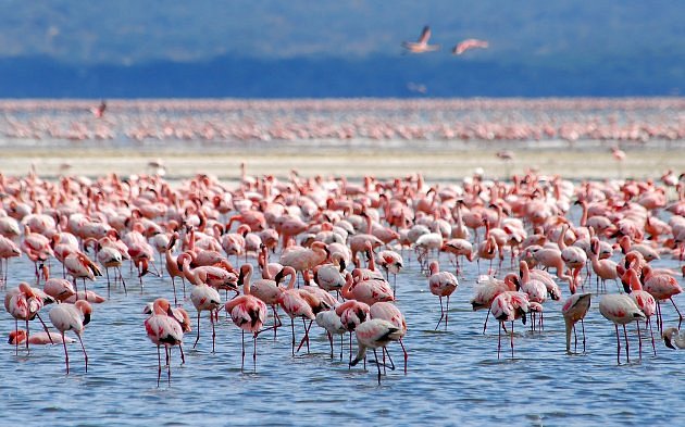 Naivasha