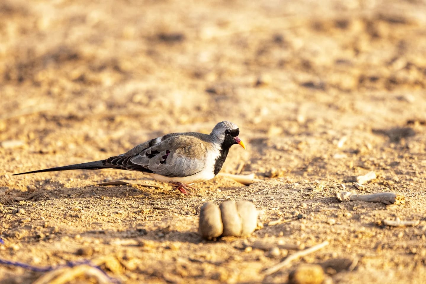 Chalbi Desert  11