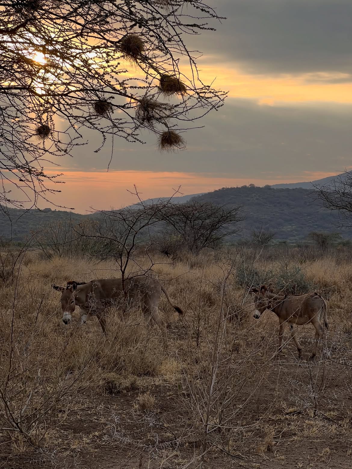 Narok 7