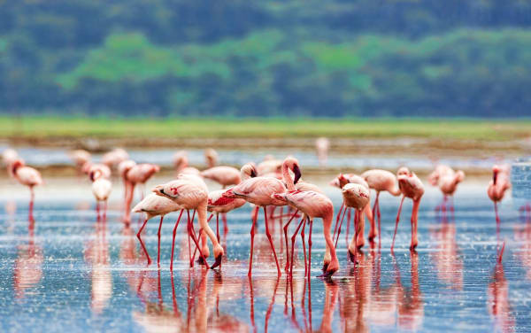 Naivasha 11