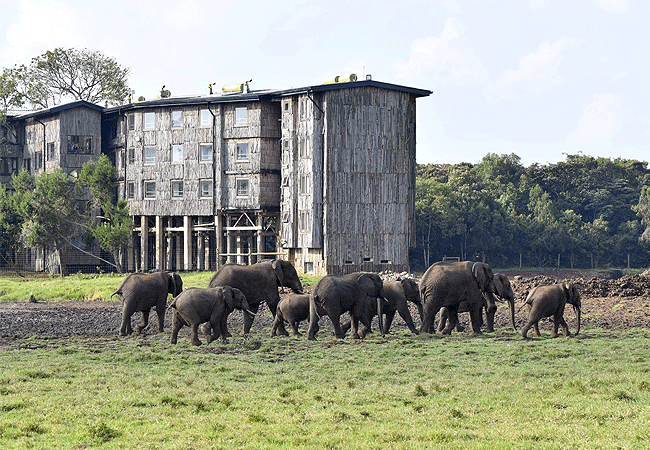 Nyeri