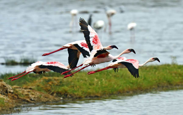 Naivasha 10