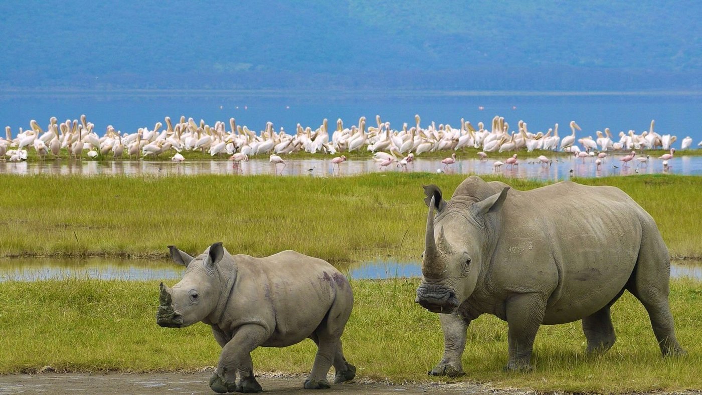 Naivasha 8