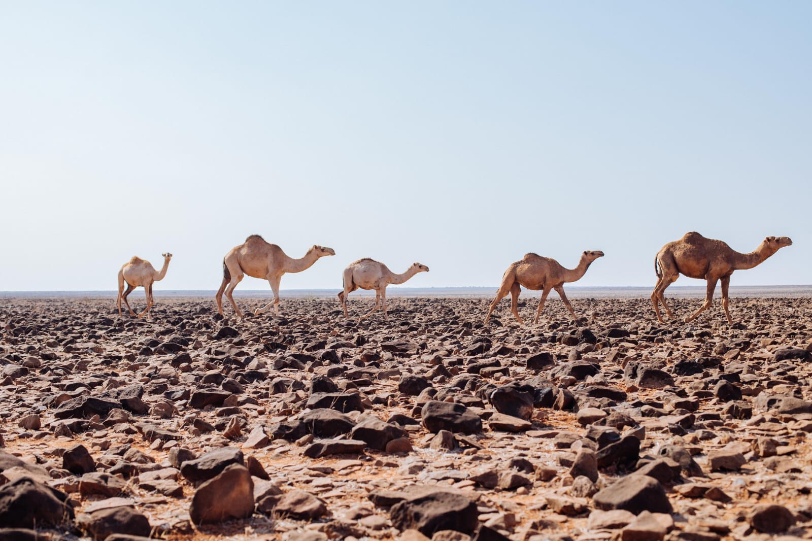 Chalbi Desert  12