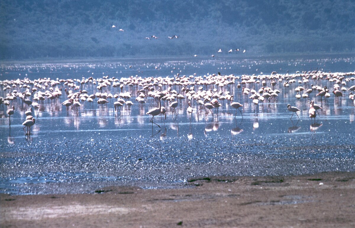 Rift Valley turns pink and wildlife moves close enough to touch