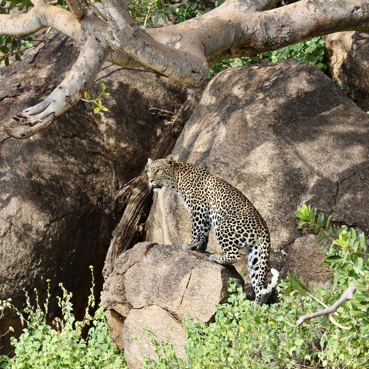 Nanyuki 4
