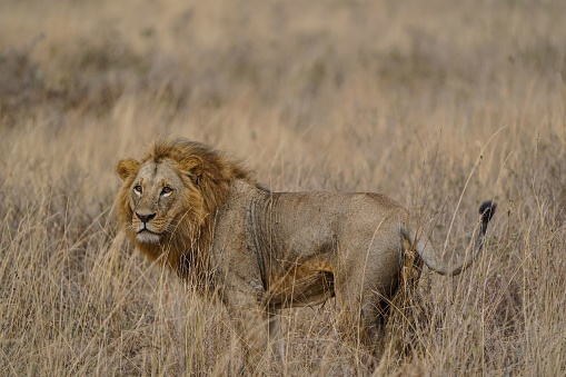 Kenya 5