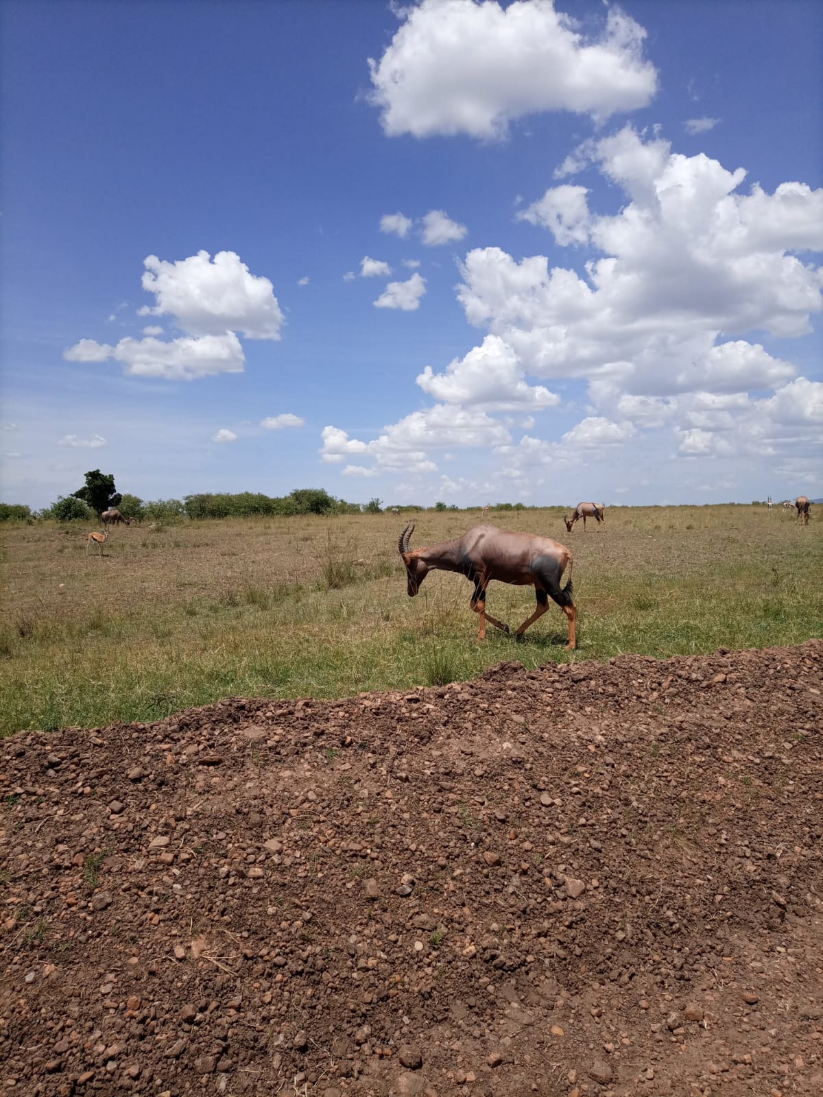 3 Days 2 Nights Masai Mara - Image 18
