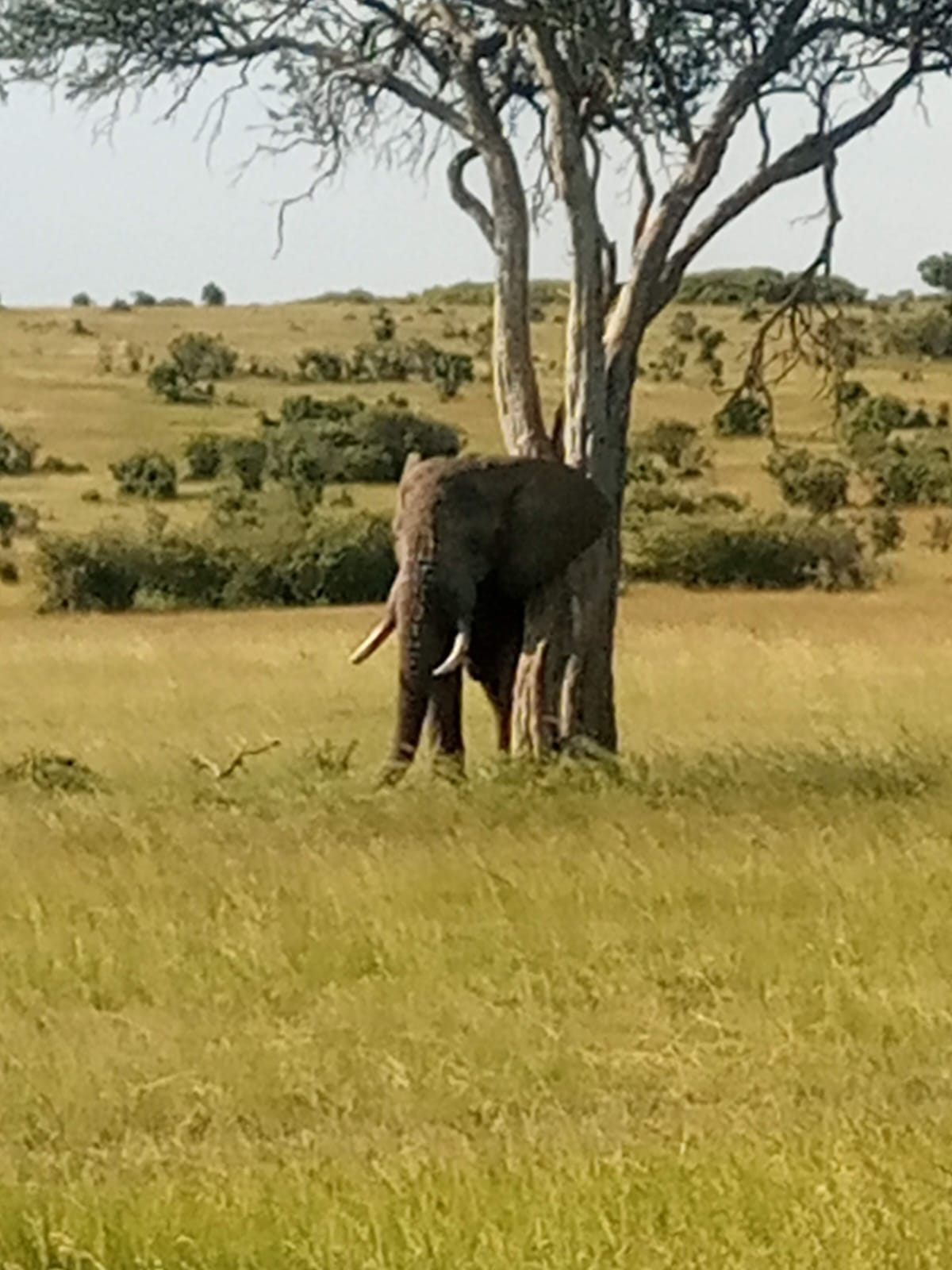 3 Days 2 Nights Masai Mara - Image 6