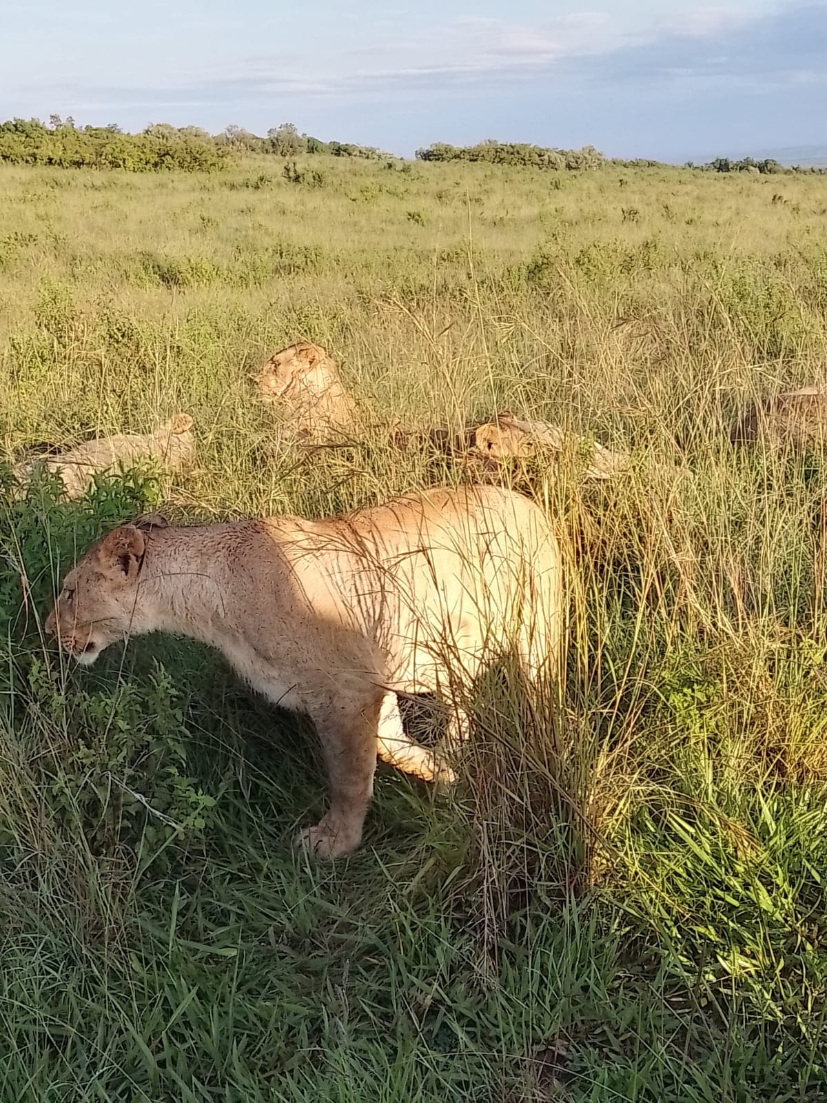 3 Days 2 Nights Masai Mara - Image 4