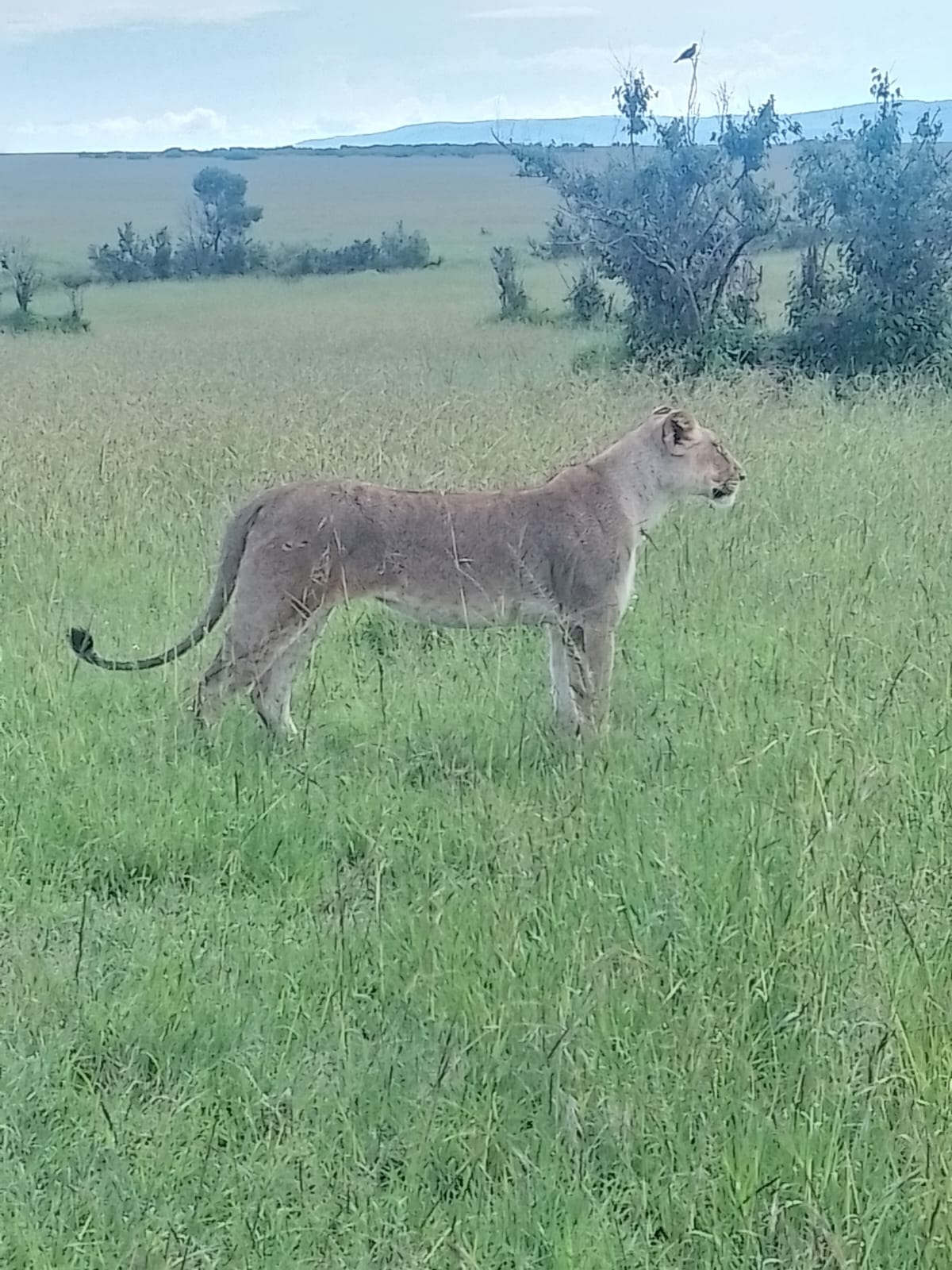 3 Days 2 Nights Masai Mara - Image 2